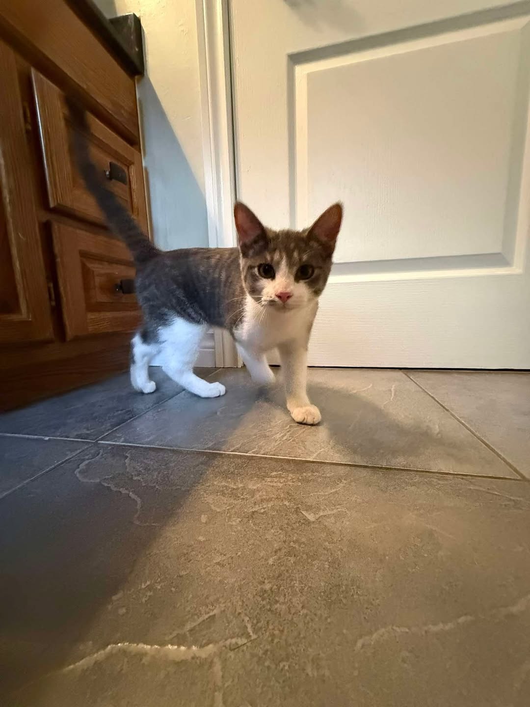 Found cat