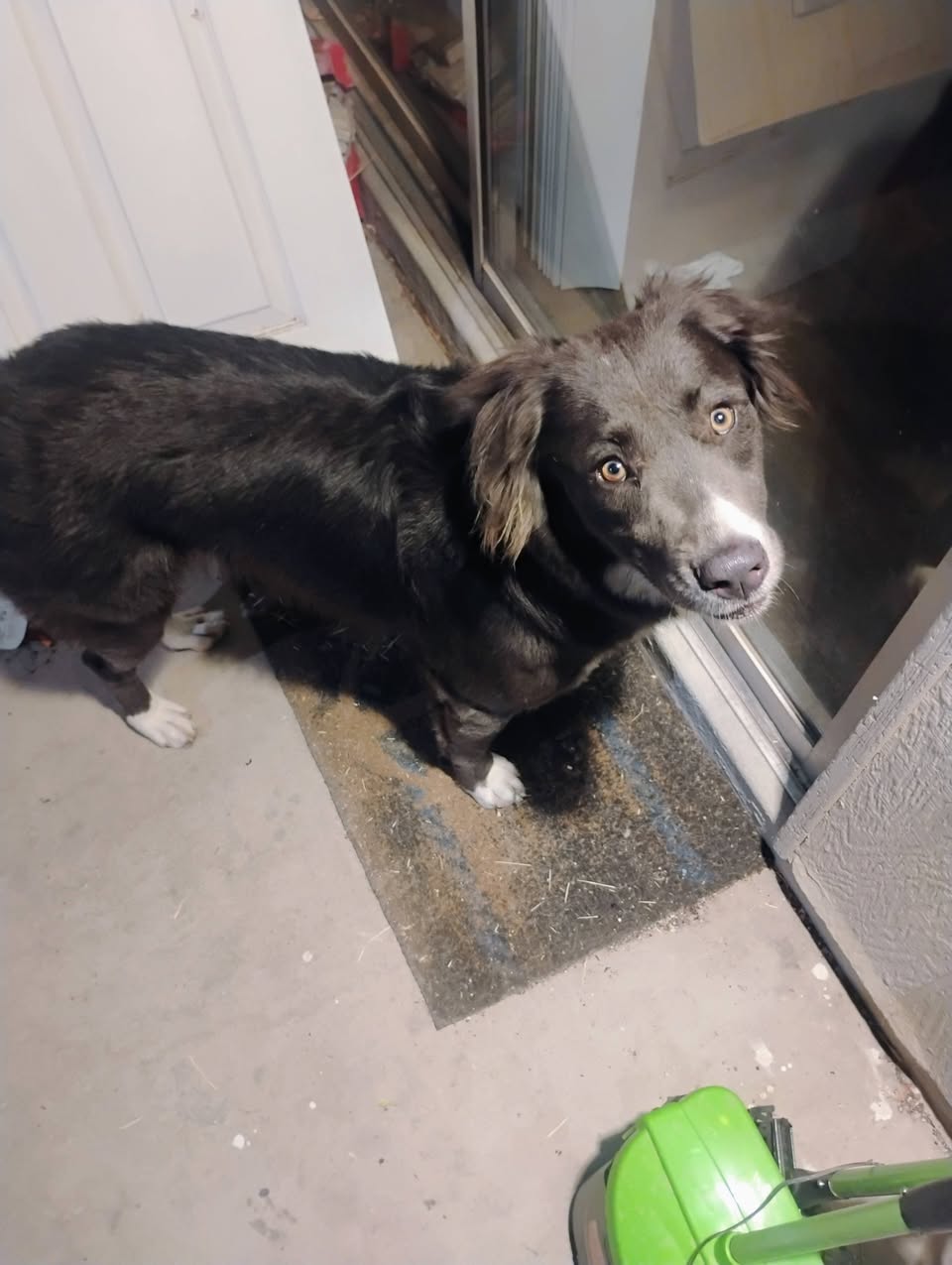 Found dog