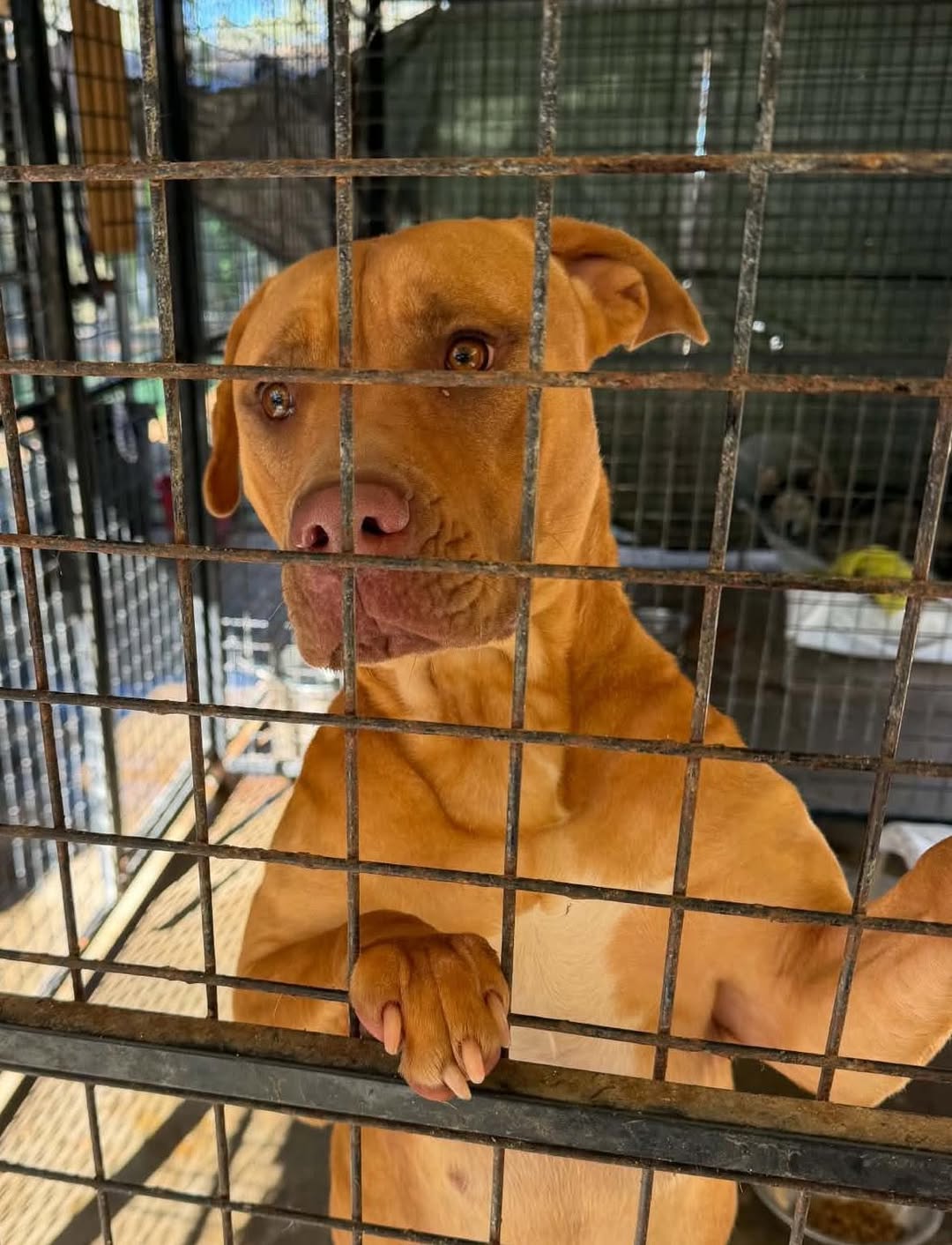 Found dog