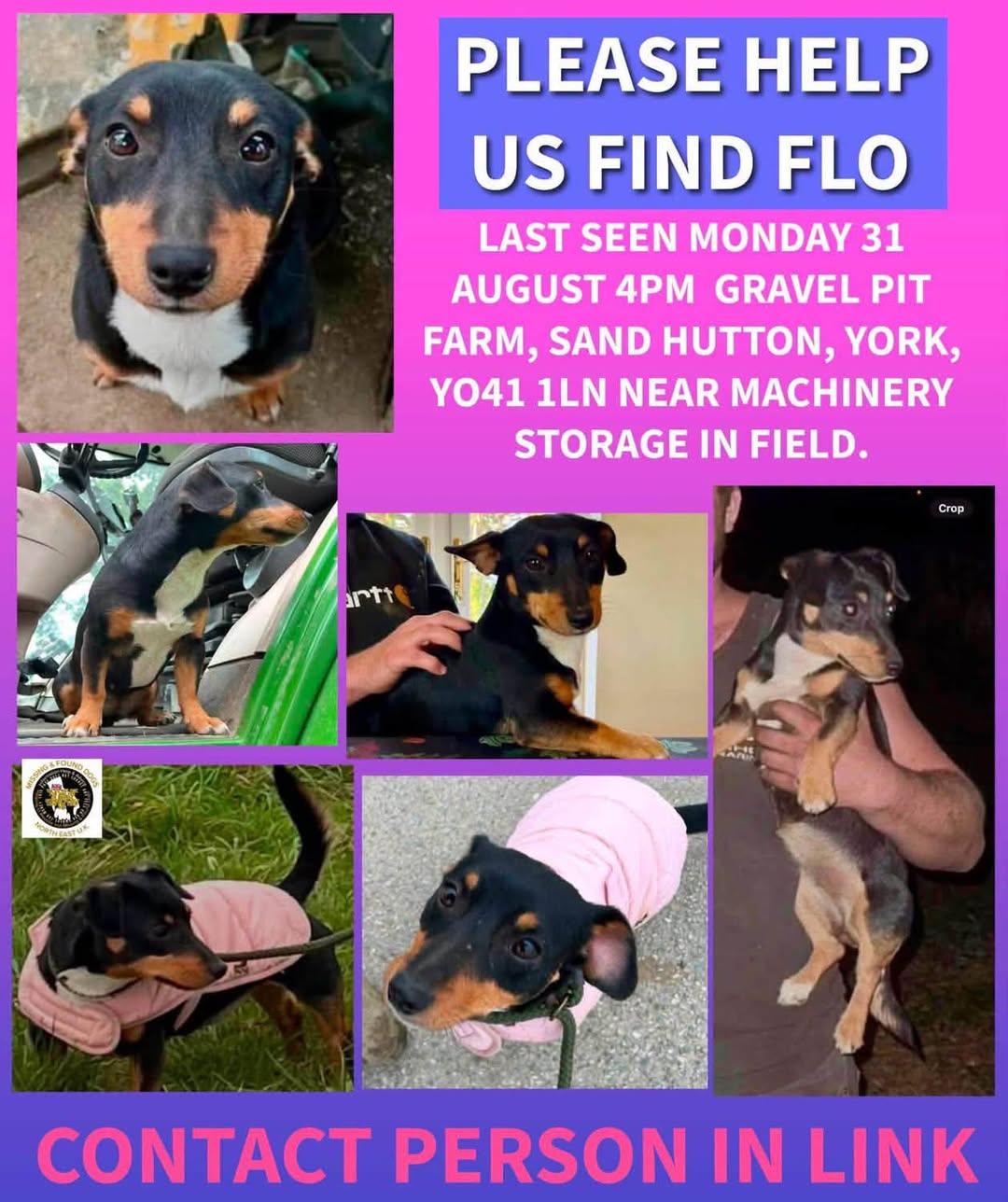 Lost dog
