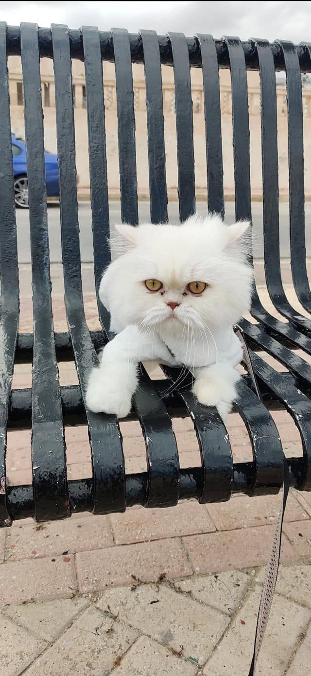 Lost Cat in Malta