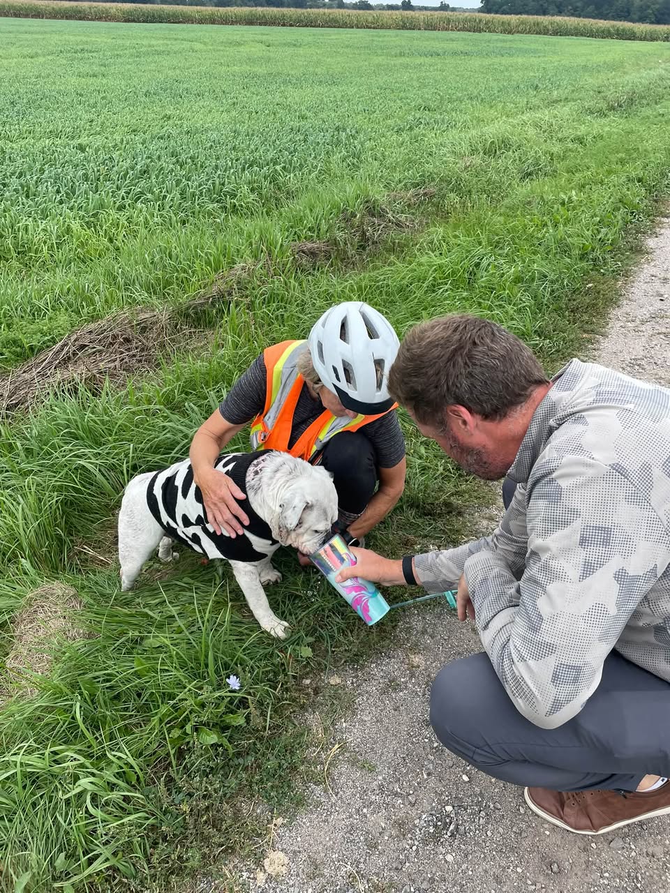 Found dog