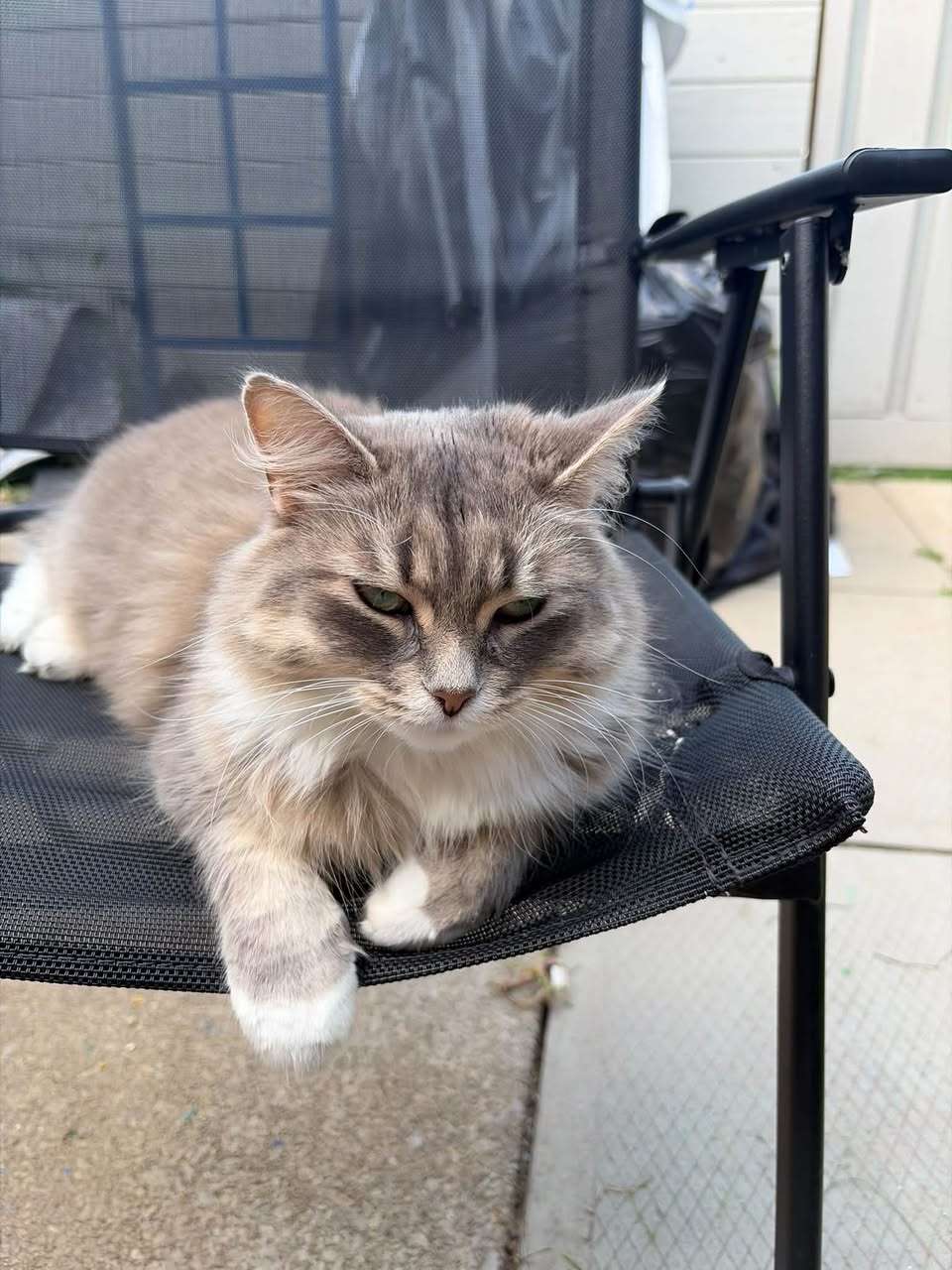 Lost Cat in Grey County And Bruce County