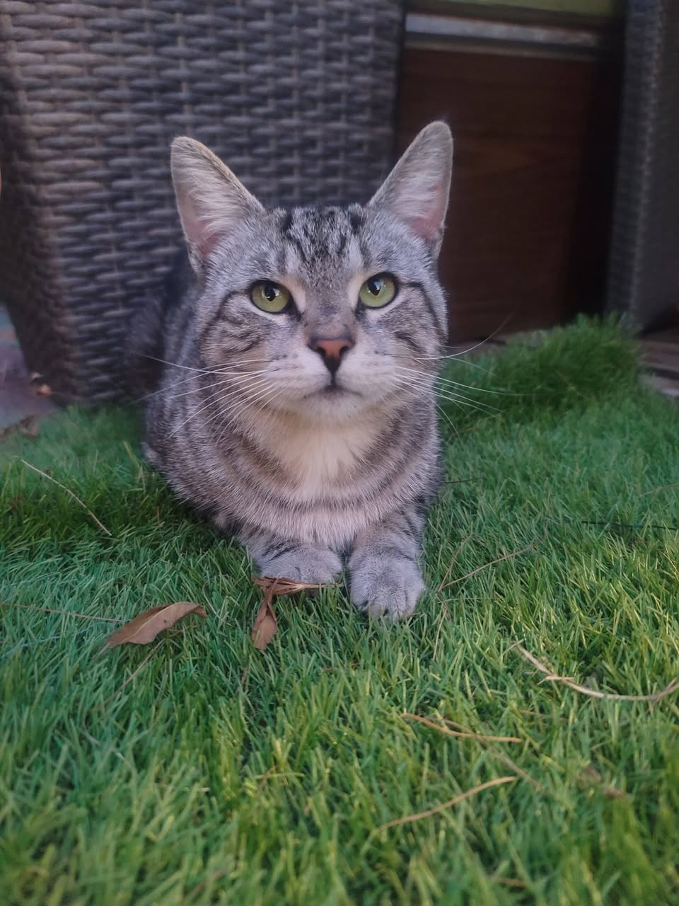 Found Cat in Keady