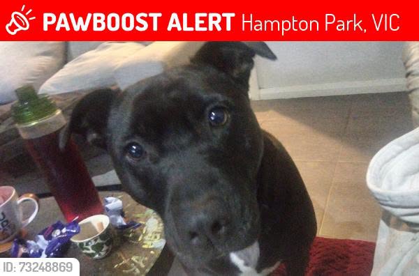 Lost dog