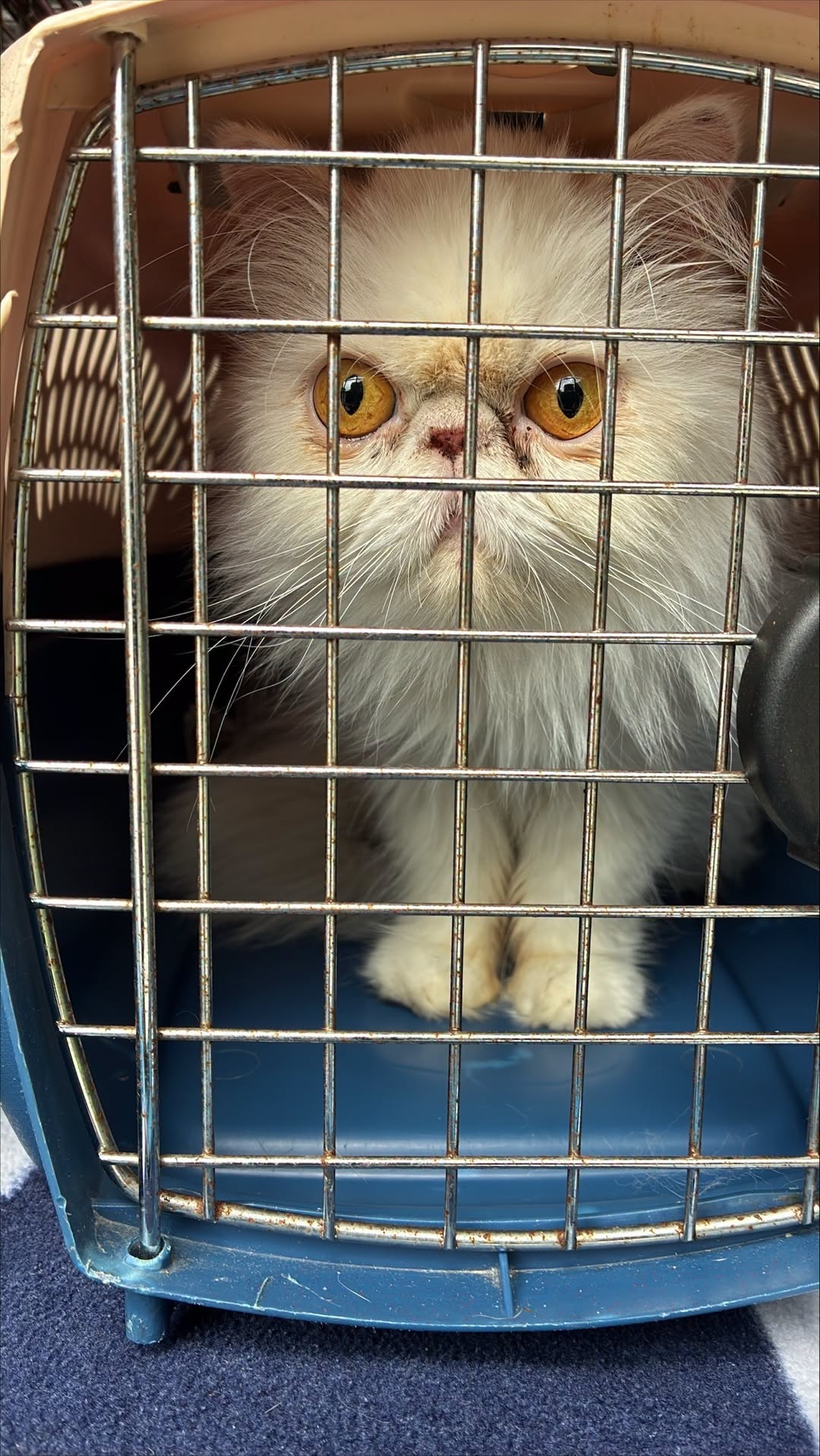 Found cat
