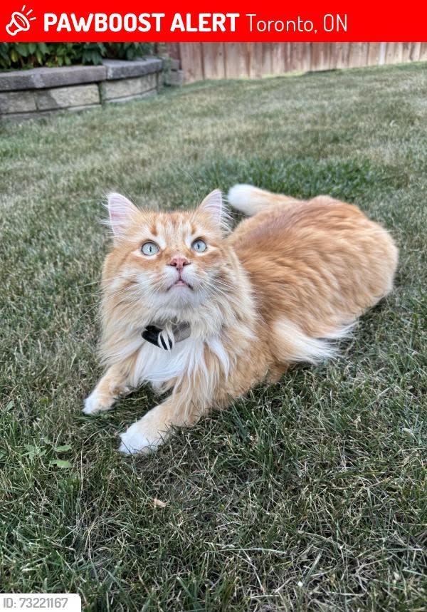 Lost cat