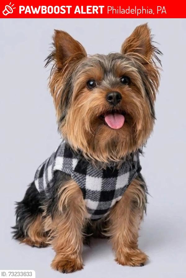 Lost dog