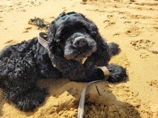 Lost dog