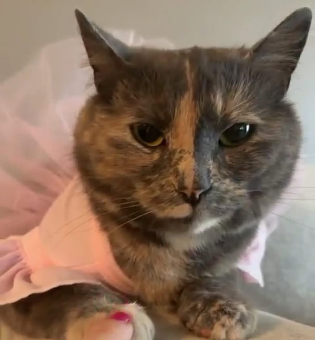Lost cat