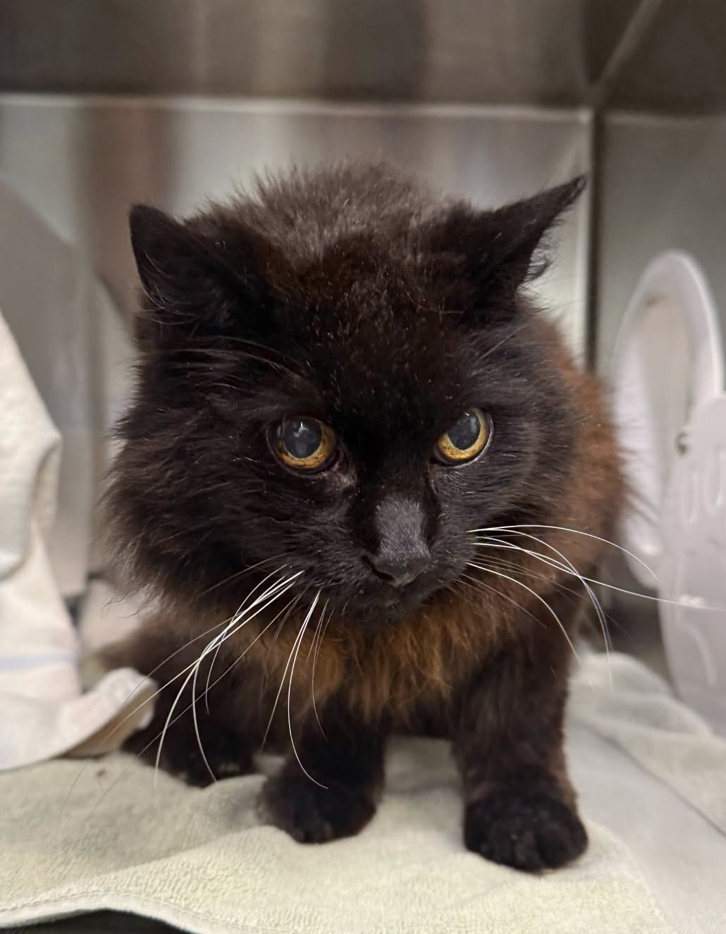 Found cat