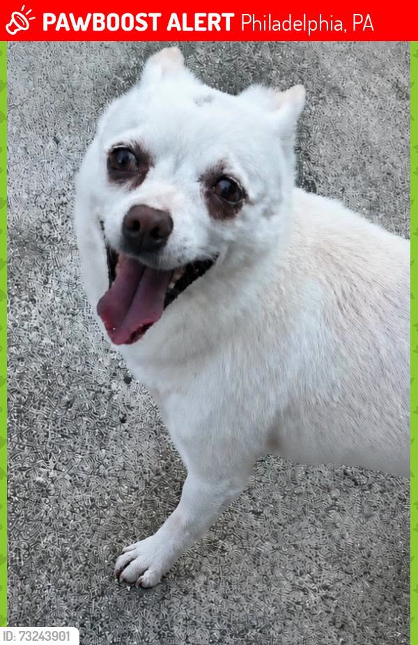 Lost dog