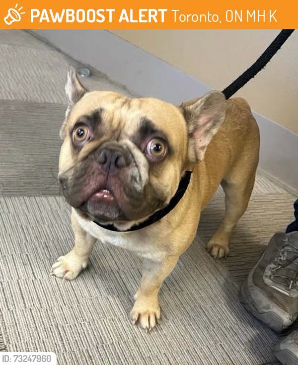 Found dog
