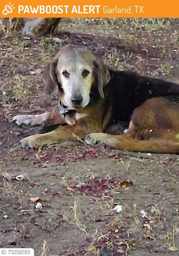 Found dog