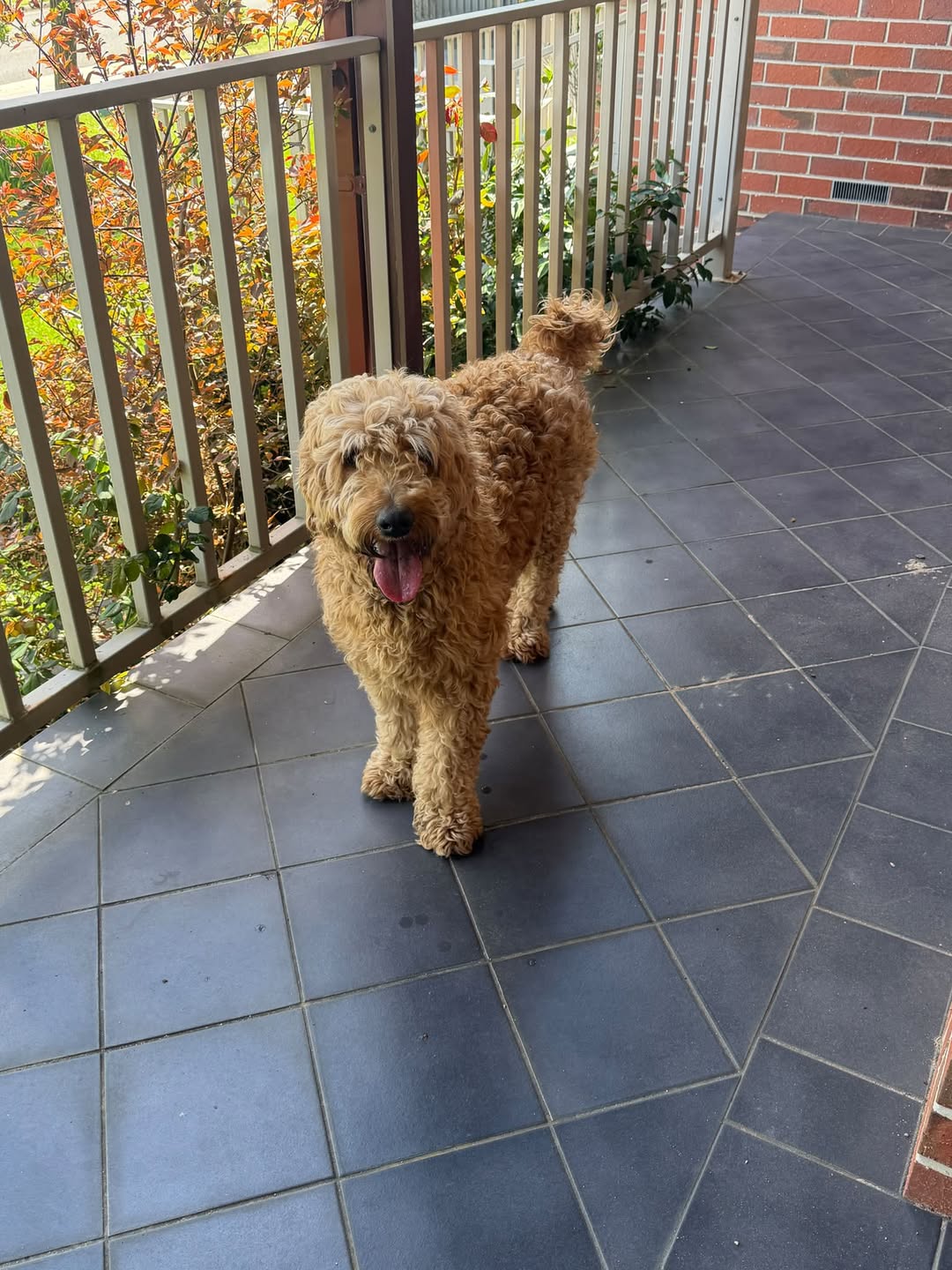 Found dog
