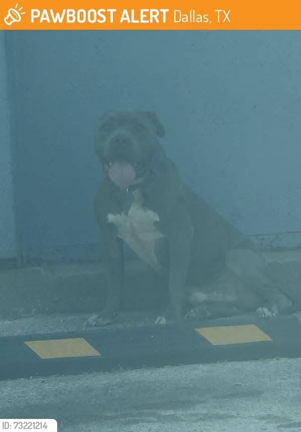 Found dog