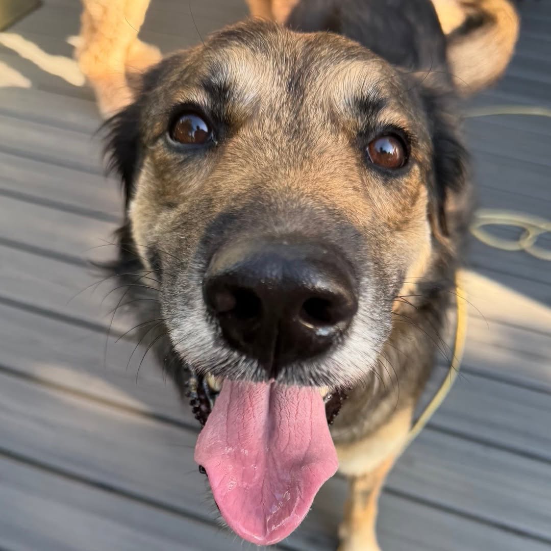 Found dog