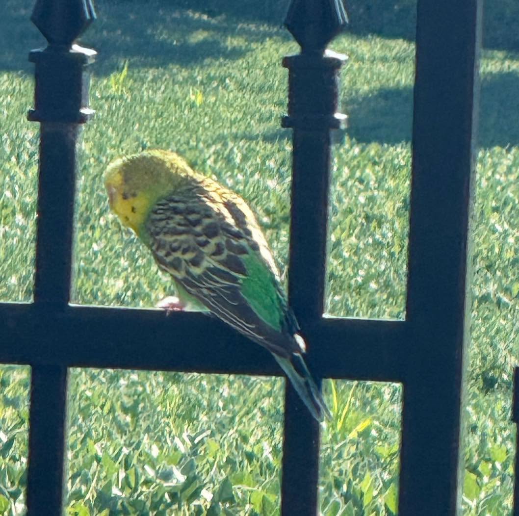 Found budgie
