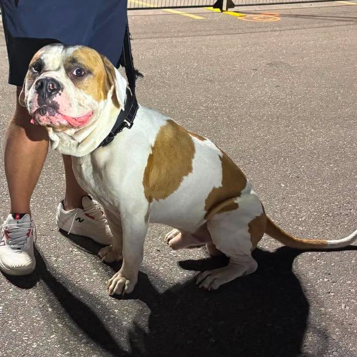 Found dog