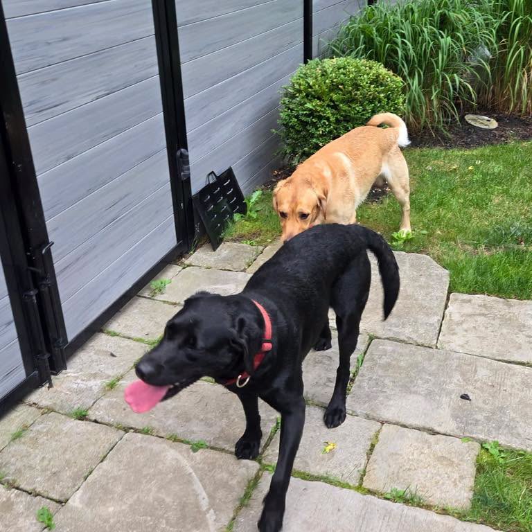 Found dog