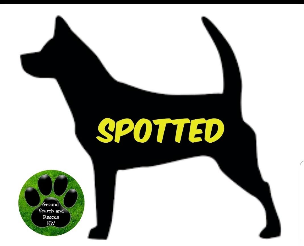Found dog
