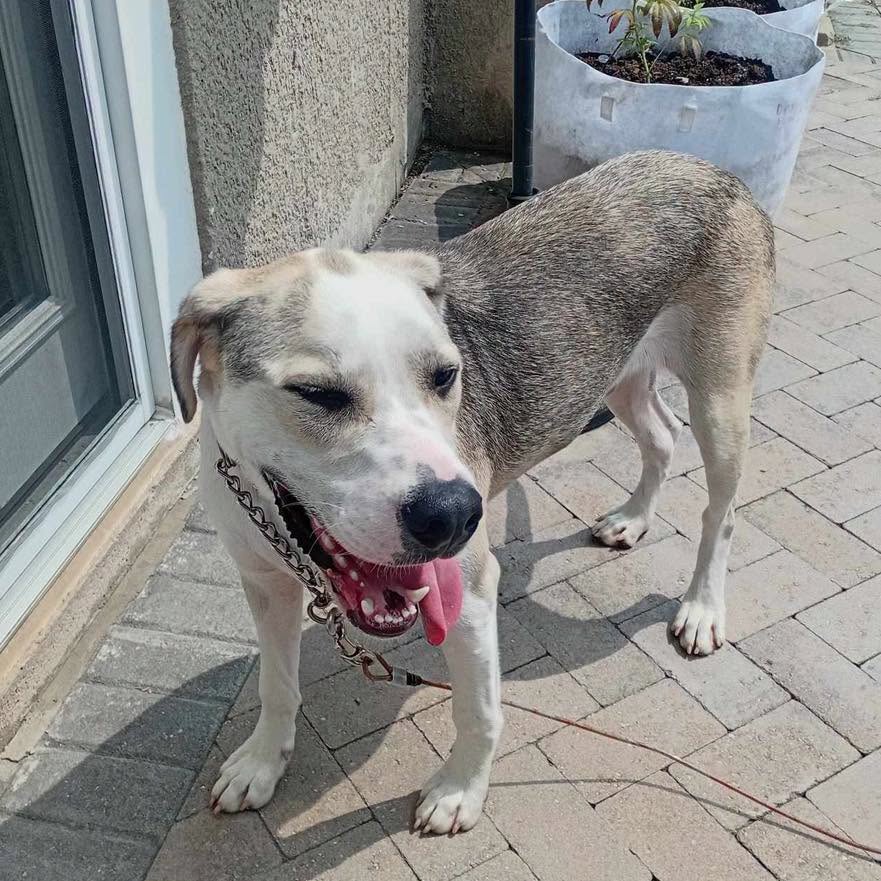 Found dog