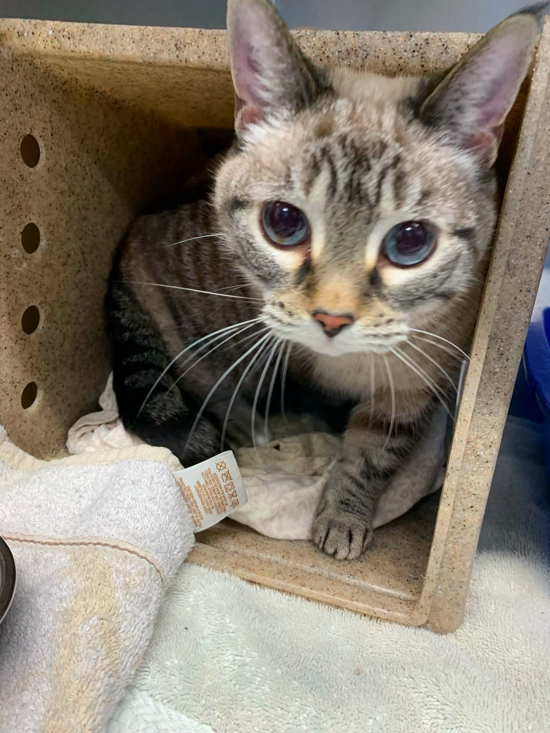 Found cat