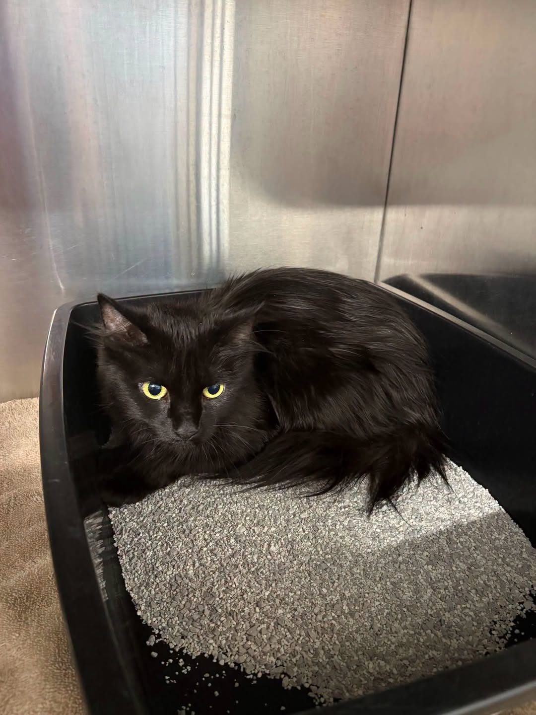 Found cat