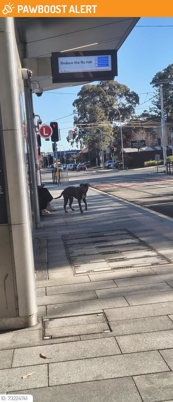 Found dog