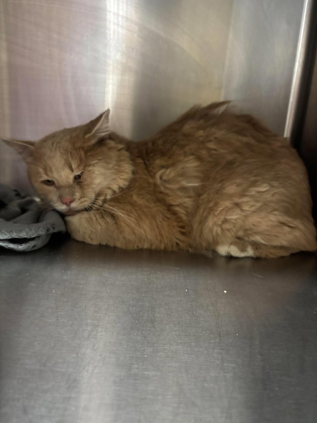 Found cat