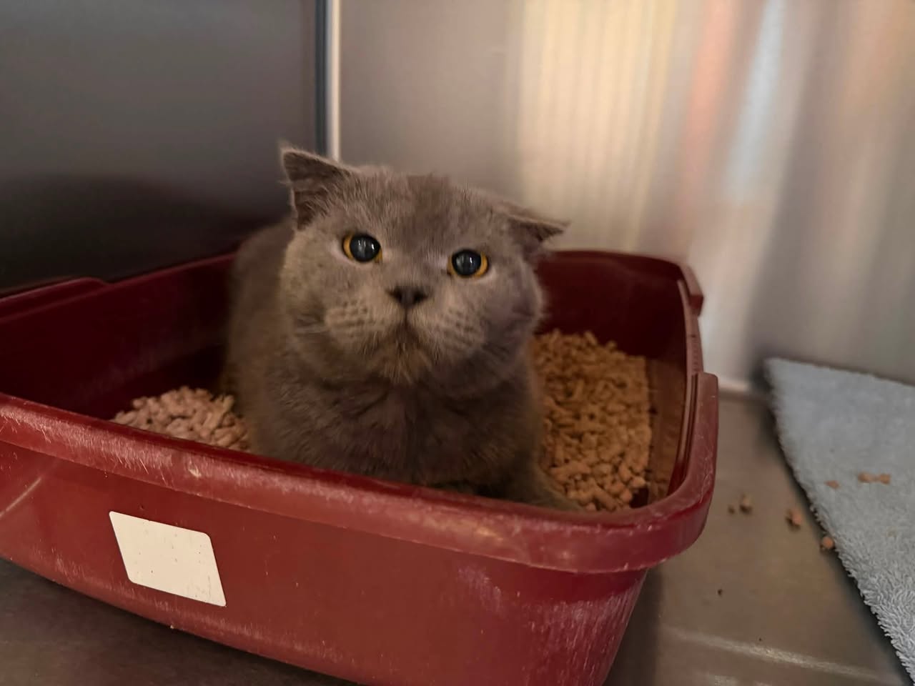 Found cat