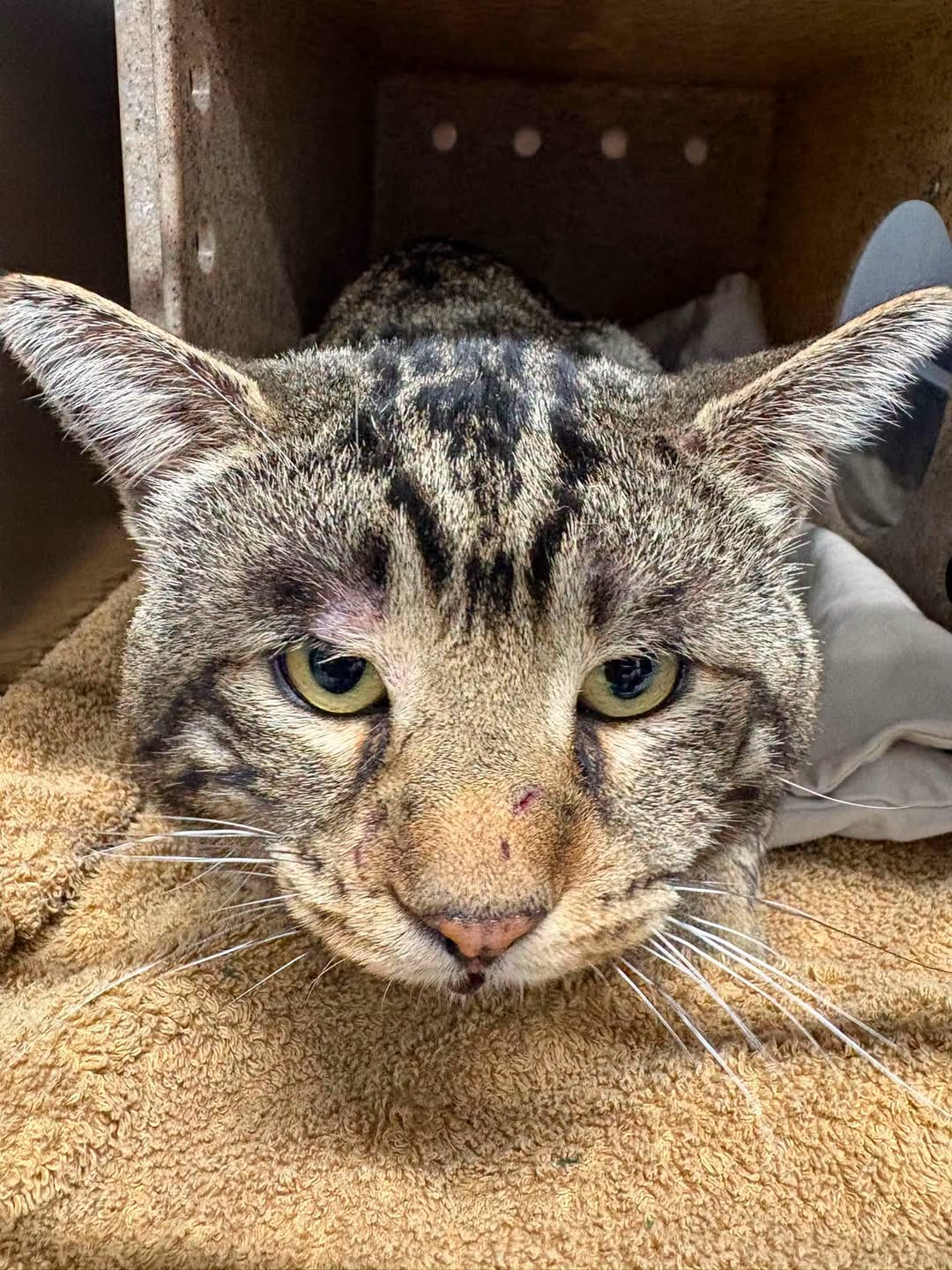 Found cat