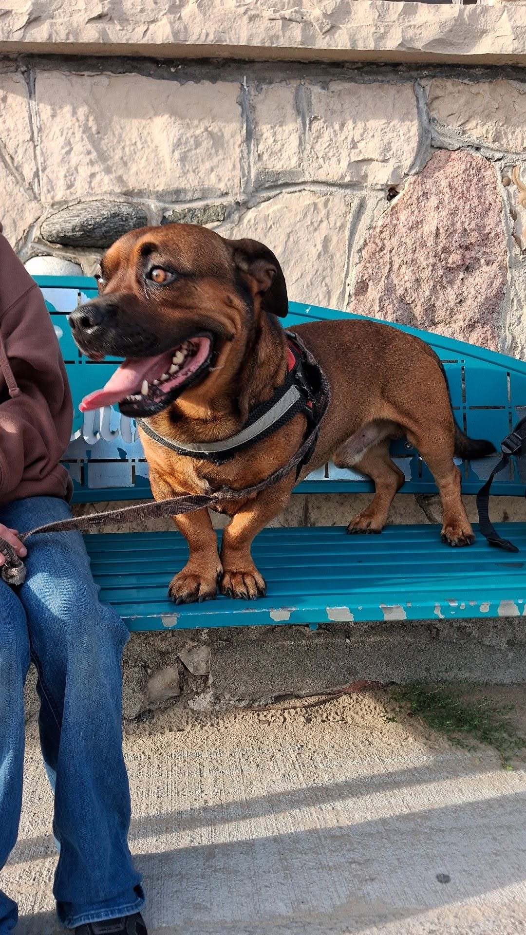 Found Dog in The Strip