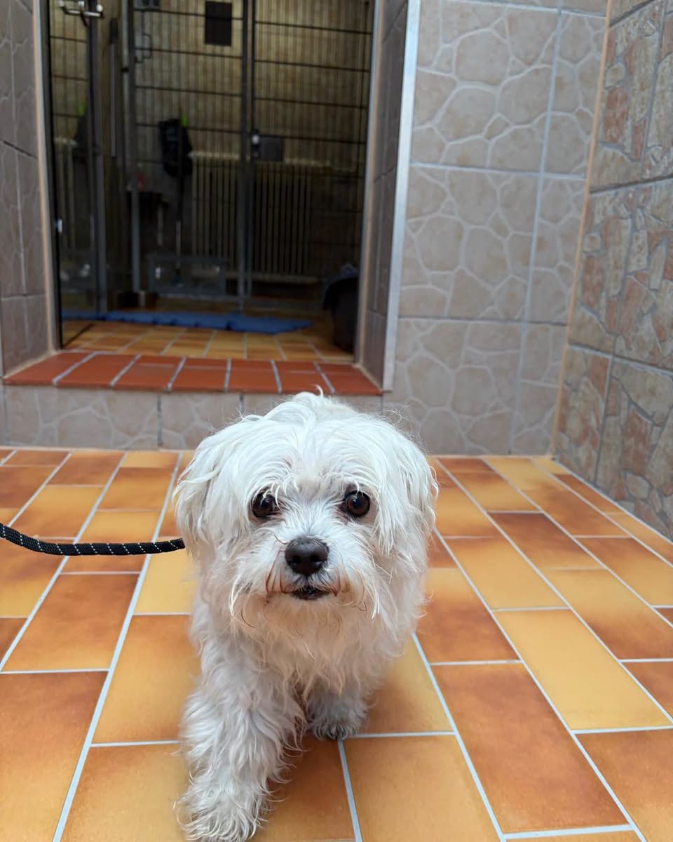 Found dog