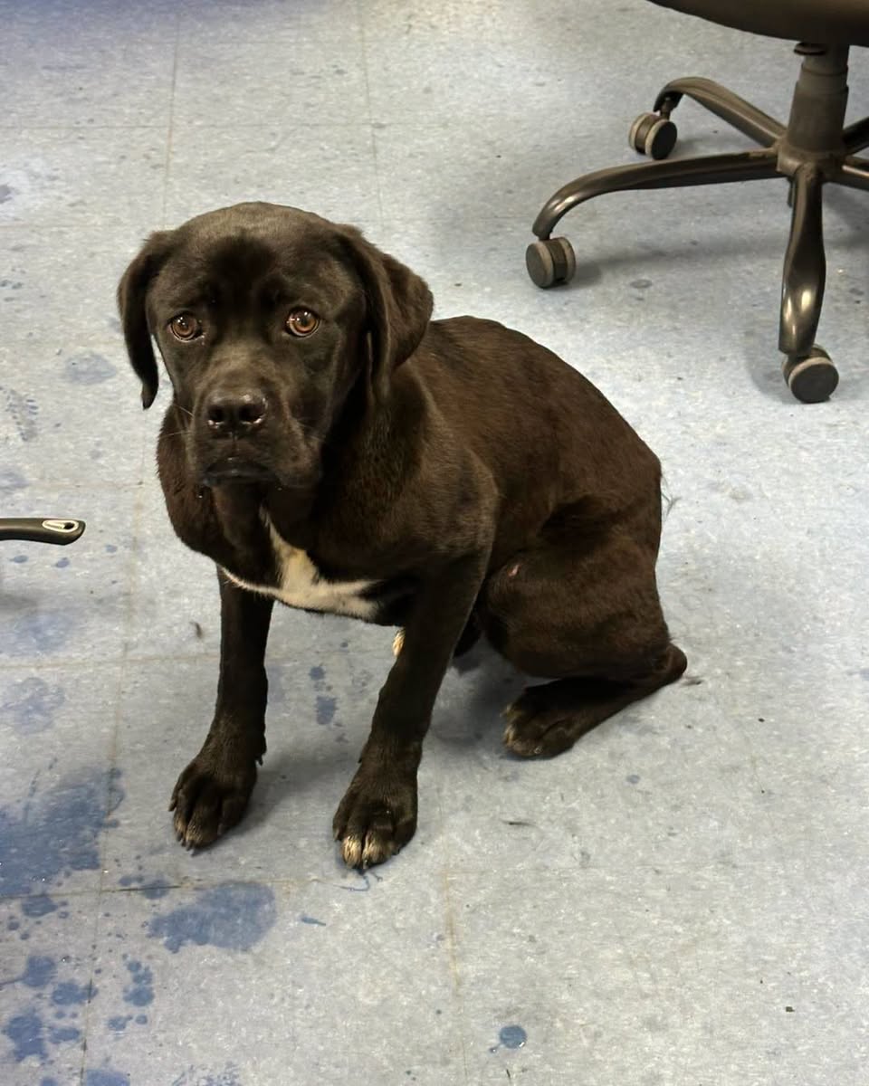 Found dog
