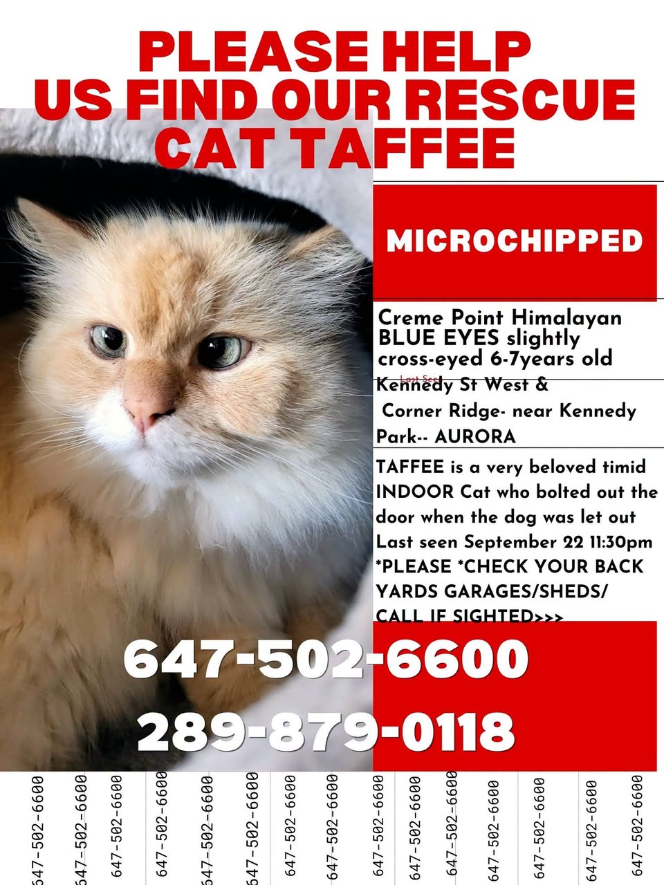 Lost Cat in Aurora