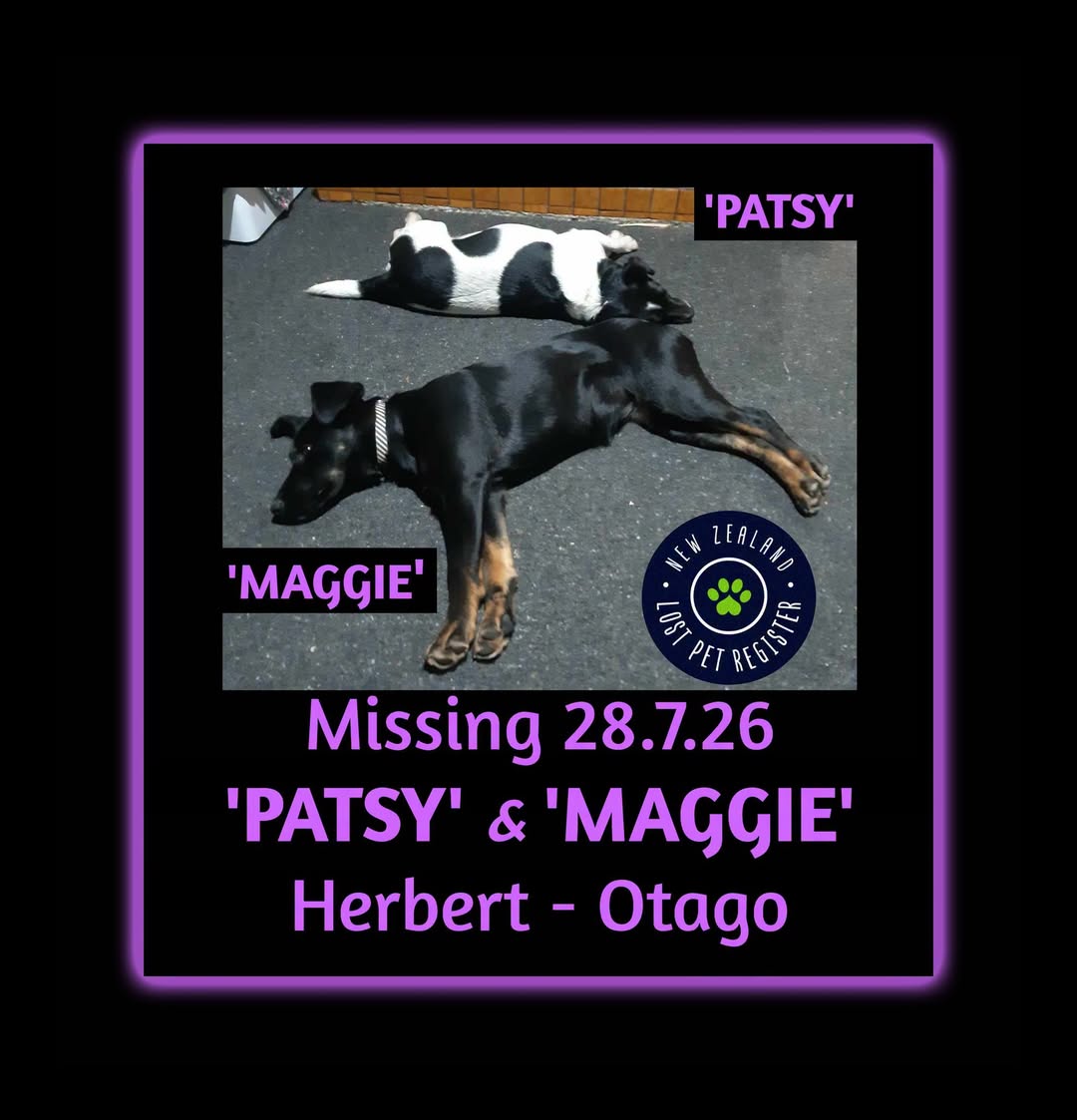 Lost dog