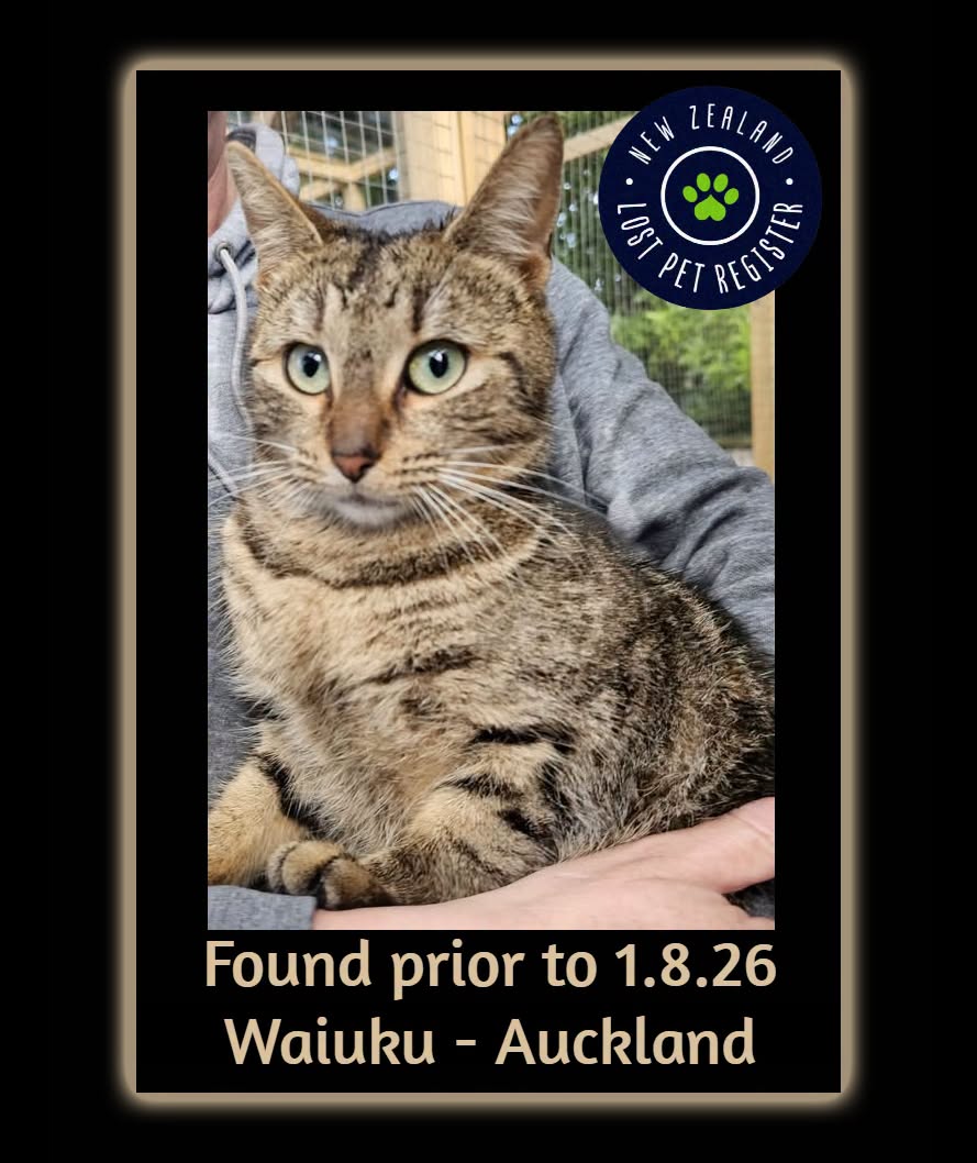 Found cat