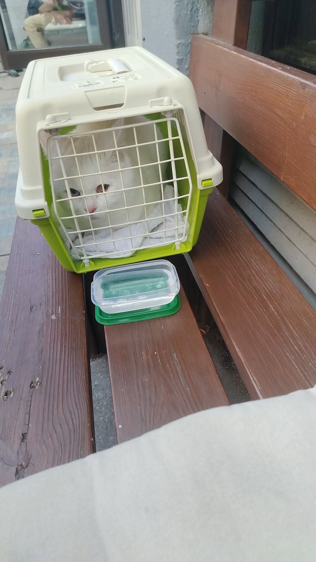 Found cat