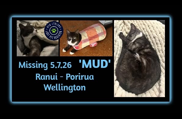 Lost cat