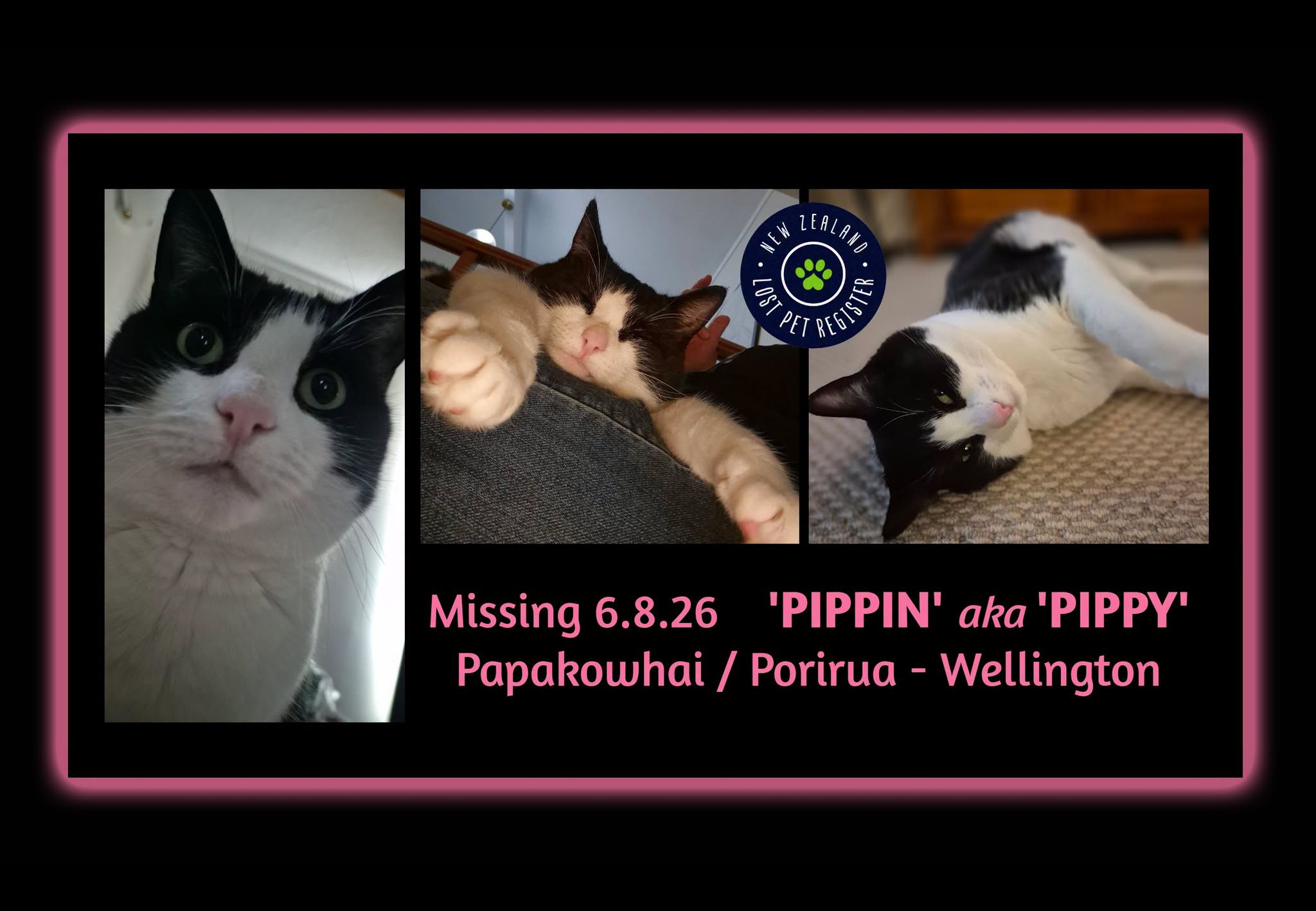 Lost cat
