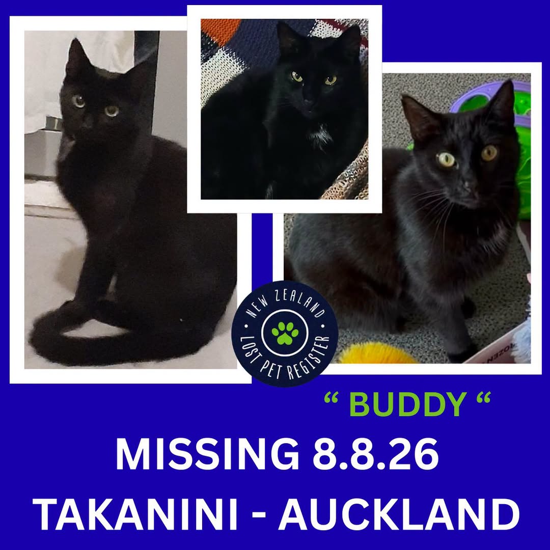 Lost cat