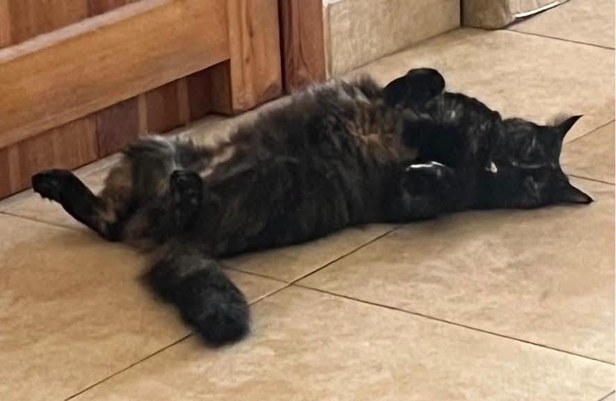 Lost Cat in Victoria