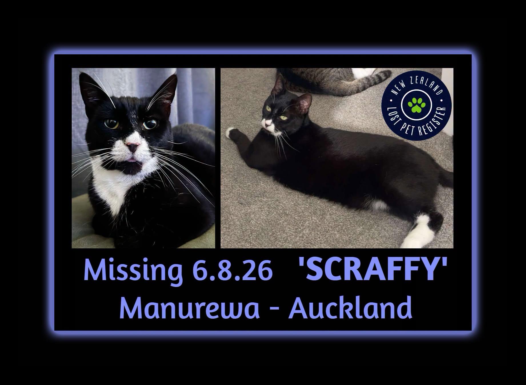 Lost cat