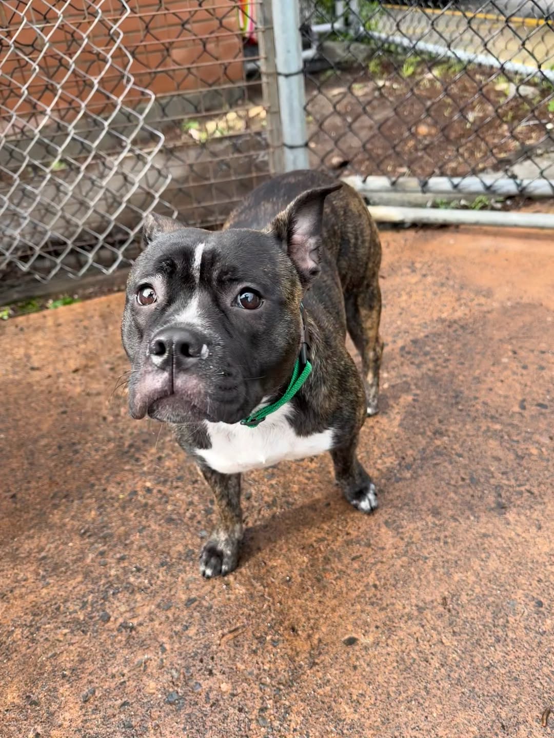 Found dog