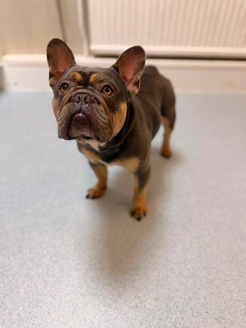 Found dog