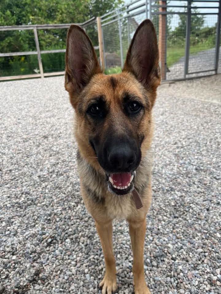 Found dog