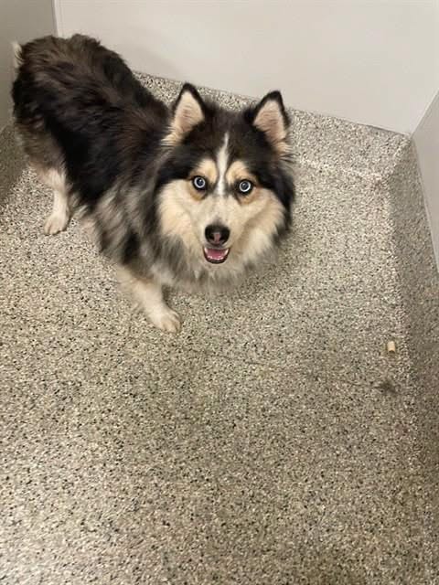 Found dog