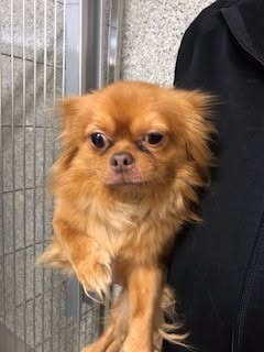 Found dog