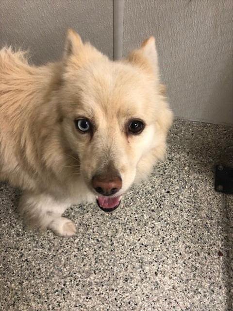 Found dog